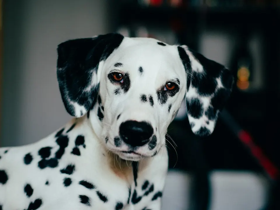 Close-up of a white short-coated dog covered in bold black spots, with black ears, looking at the camera indoors