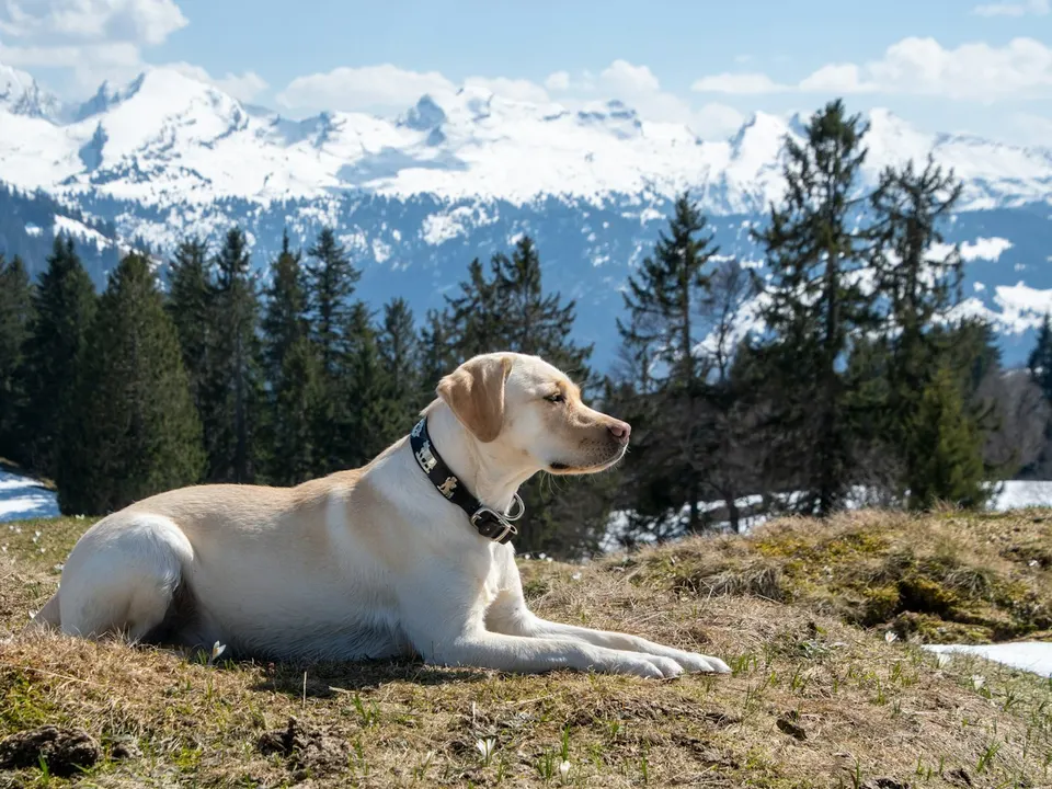 A sturdy yellow short-coated dog with a collar lying on a grassy hillside, with snowy mountains behind