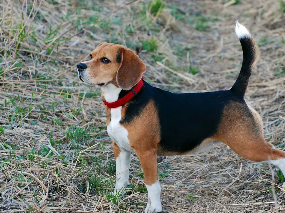 A small black, tan and white short-coated dog with long drooping ears and a white-tipped tail, standing side-on in a grassy field