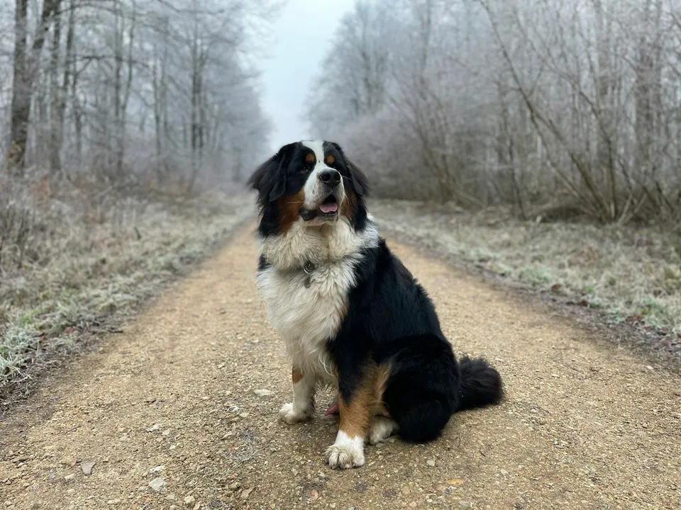 A big long-coated black dog with rust and white markings on its face, chest and legs, sitting on a country track between frosty trees