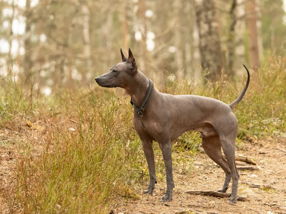A lean gray dog with smooth bare skin, large upright ears and a long thin tail, standing alert on a forest path