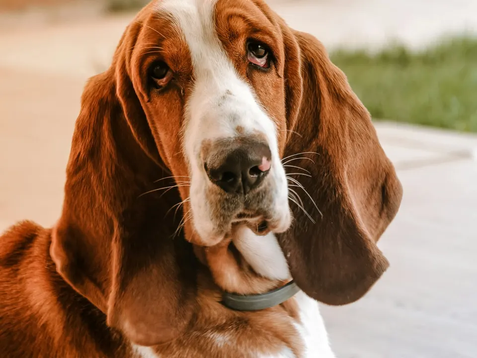 Close-up of a red and white dog with very long floppy ears, loose skin and sad-looking eyes, outdoors on a sunny path