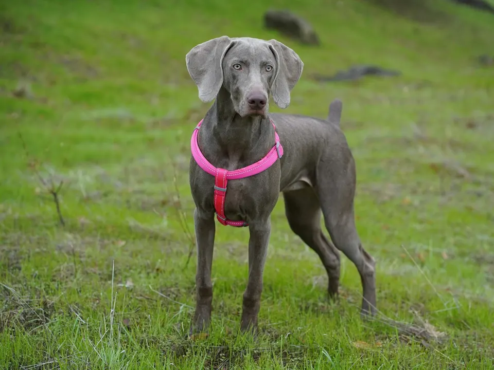 A lean short-coated mouse-gray dog with floppy ears, wearing a pink harness and standing on a green hillside