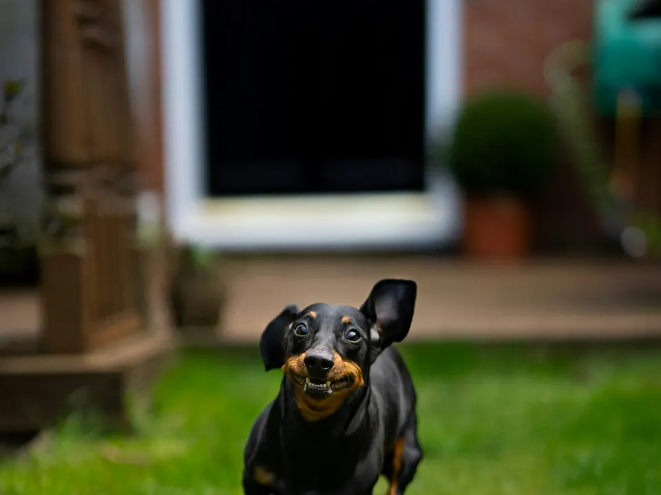 A small black and tan short-coated dog with a long body, short legs and floppy ears, running toward the camera on a lawn