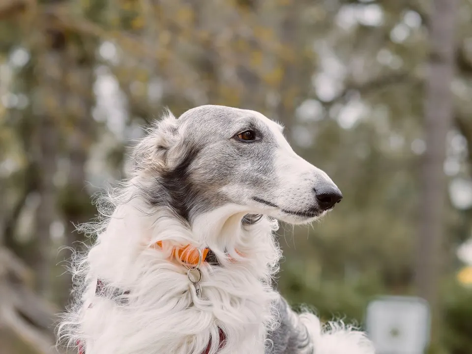 A tall, slim dog with a long silky white and gray coat and a long narrow head, sitting outdoors in a park