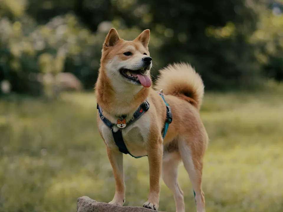 A compact red dog with a cream chest, pricked ears and a tail curled over its back, standing on a boulder in a meadow