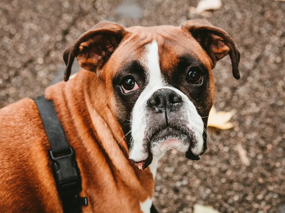 A muscular fawn dog with a white blaze, a short blunt muzzle with a dark mask and a black harness, looking up from a gravel path