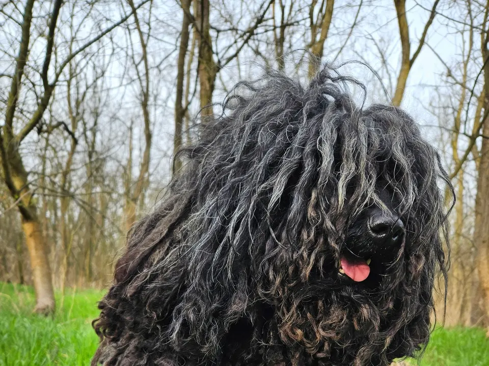 A medium-sized black dog whose coat hangs in long rope-like cords, with a pink tongue showing, standing in green grass by woods