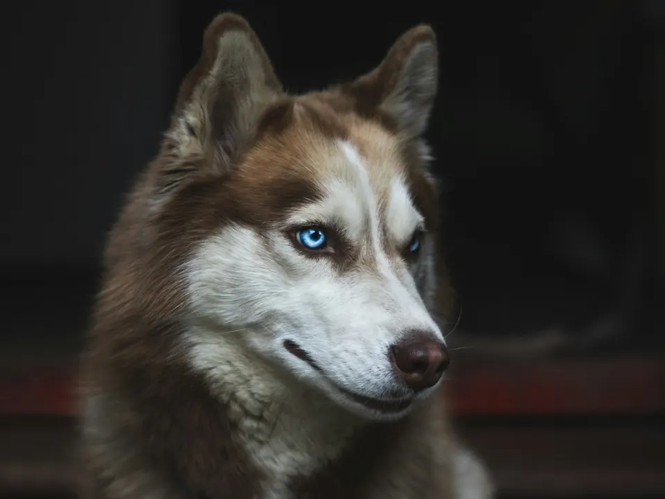 A thick-coated reddish-brown and white dog with one striking blue eye and erect ears, photographed against a dark background