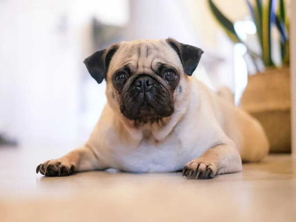 A small fawn dog with a black wrinkled muzzle, dark ears and a curled tail lying on a wooden floor indoors