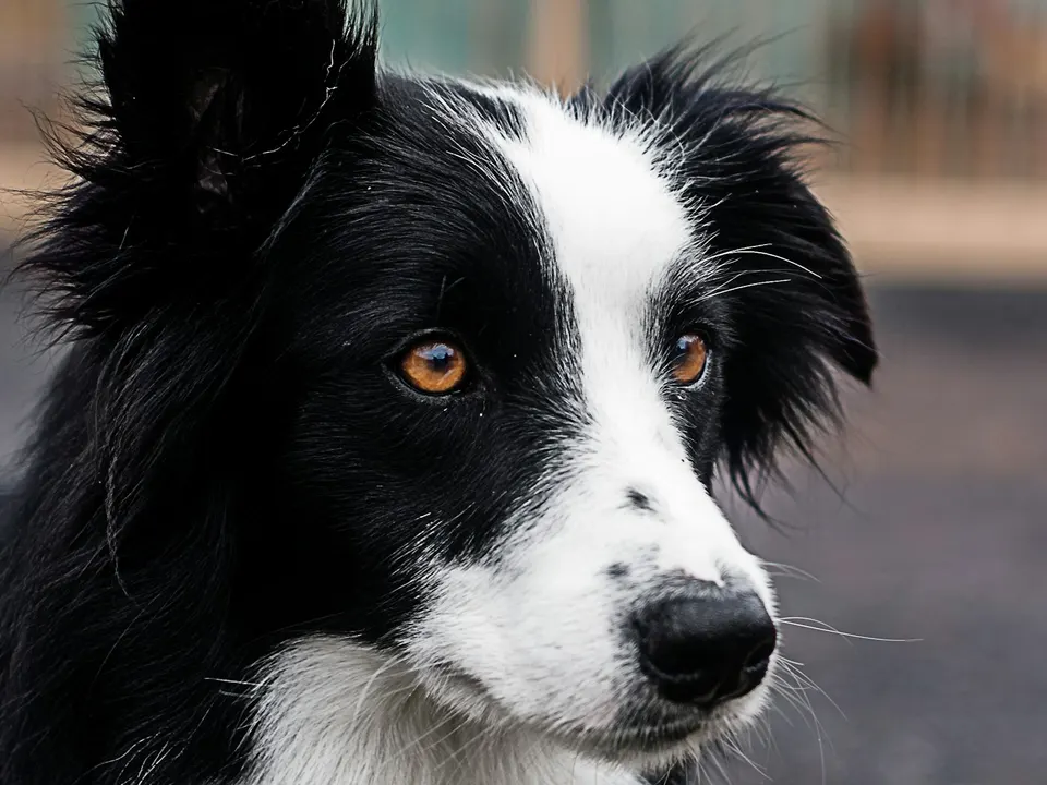 Head-and-shoulders portrait of a black and white medium-length-coated dog with amber eyes and one ear tipped forward