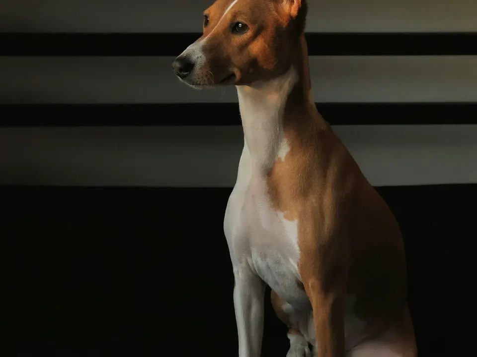 A slender short-coated chestnut and white dog with large upright ears and a wrinkled forehead, sitting against a dark background