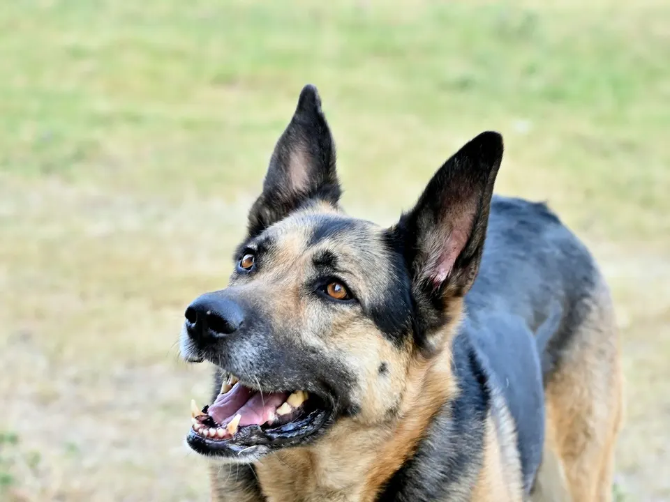 A large tan dog with a black saddle on its back, erect pointed ears and an open mouth, standing on dry grass