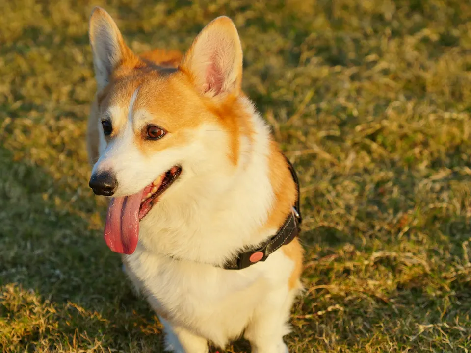 A red and white dog with large upright ears, a long body and very short legs, sitting on sunlit grass with its tongue out