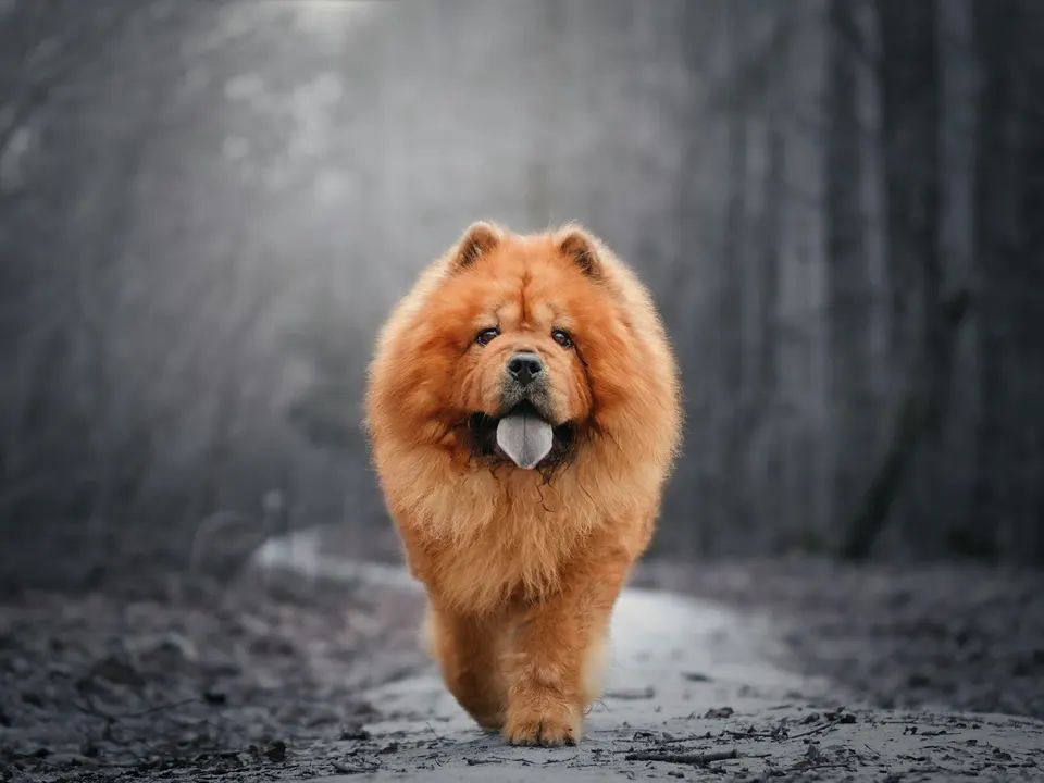 A very fluffy cinnamon-red dog with a thick mane, small ears and a broad face, walking toward the camera on a forest path