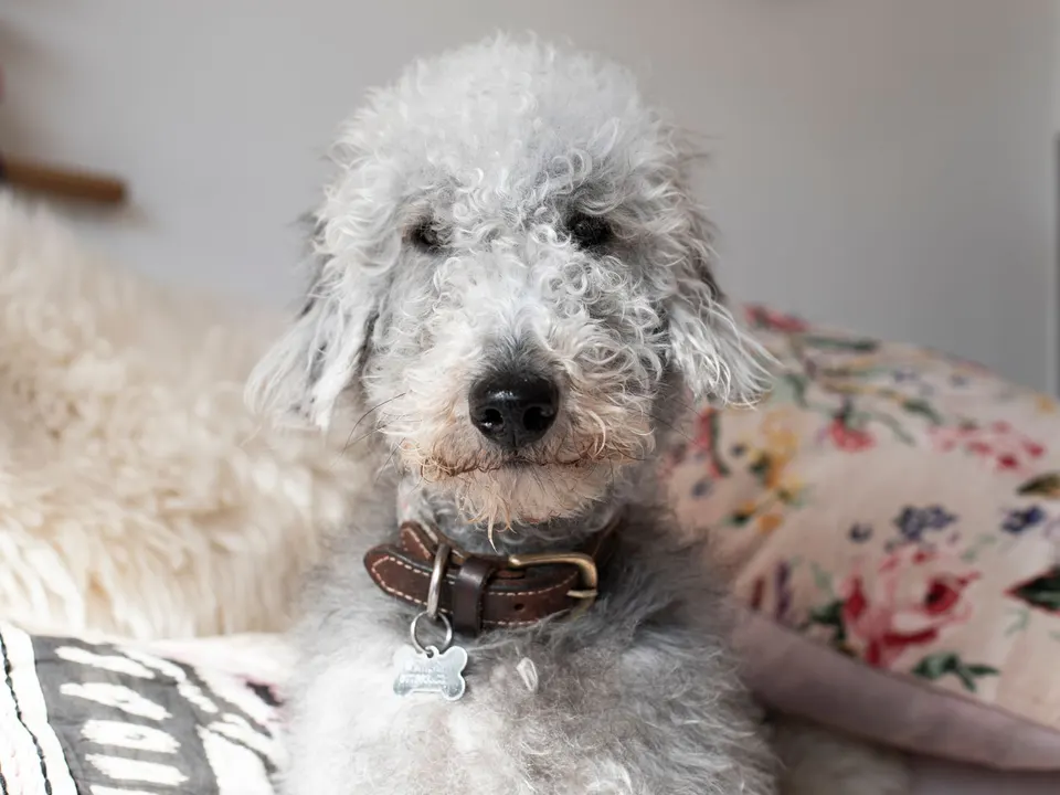 A pale gray dog with a soft curly coat, a narrow pear-shaped head and a leather collar, resting on a cushion indoors